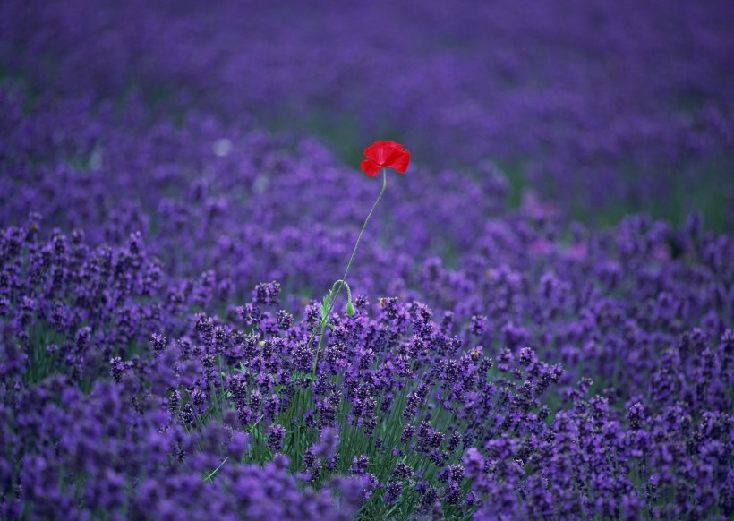 薰衣草花田圖片