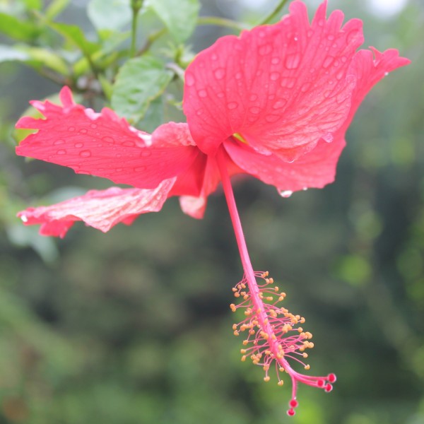 雨后朱瑾花圖片