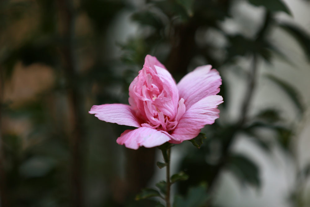 重瓣的木槿花