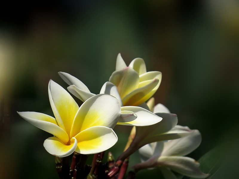 黄色鸡蛋花图片