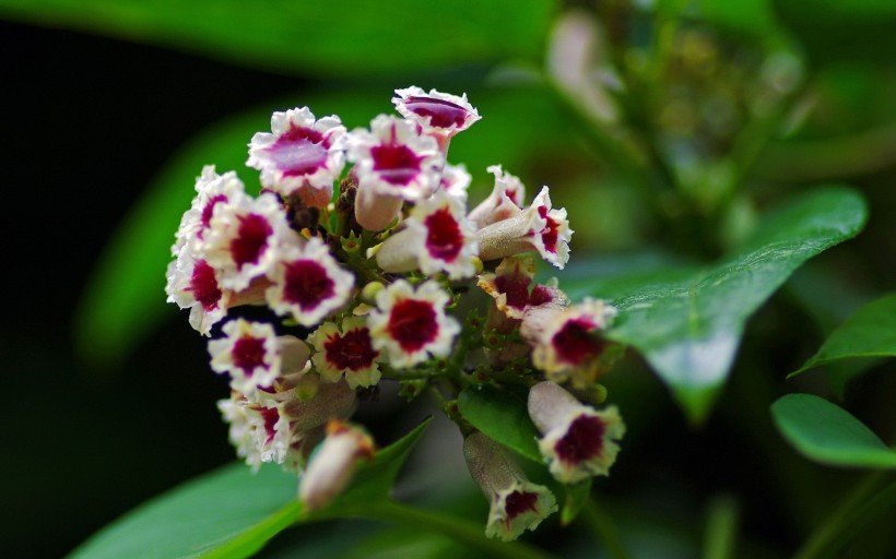 雞屎藤花圖片