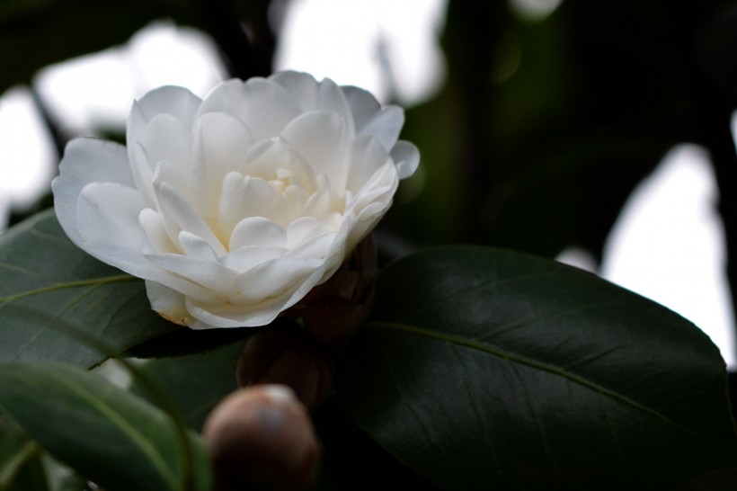 白色山茶花图片