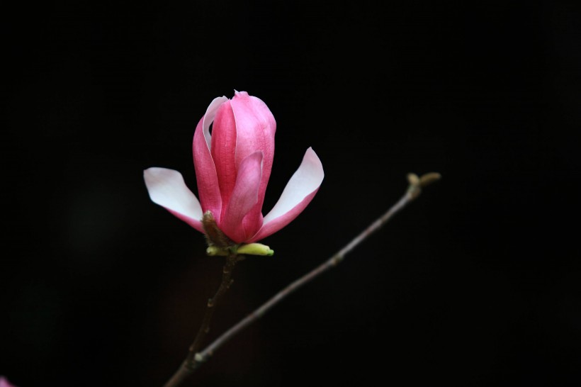 粉色玉兰花卉图片