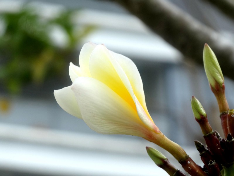 黃色雞蛋花圖片