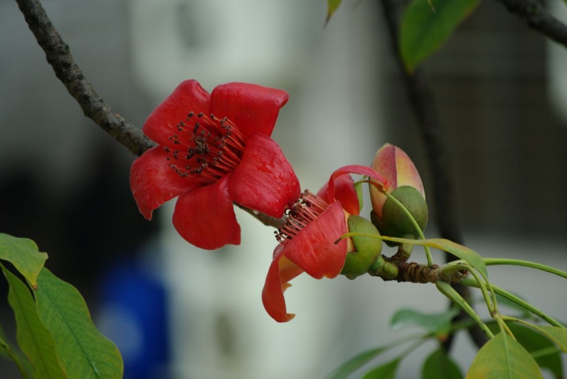 紅火木棉花圖片