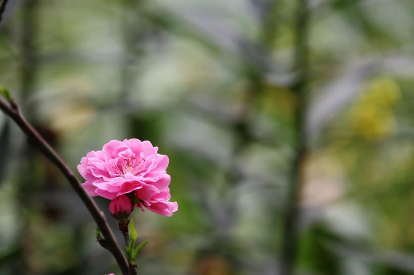 初春桃花图片