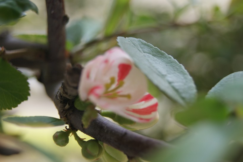 海棠花卉图片