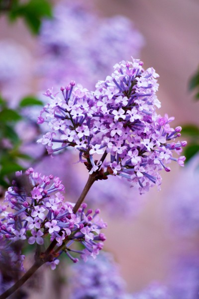 紫色丁香花图片