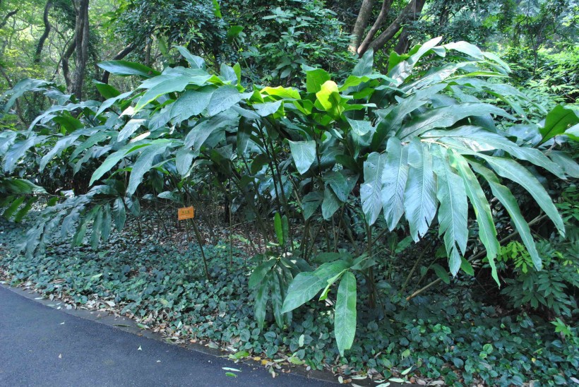 草豆蔻植物圖片