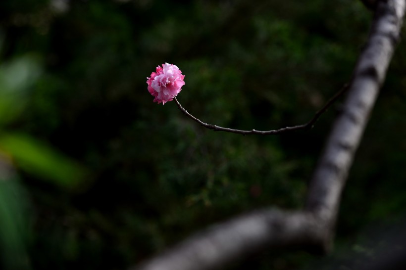 碧桃花图片