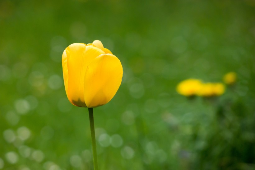 冠以世界花后為名的郁金香圖片