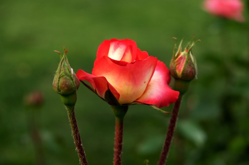 路旁的月季花图片