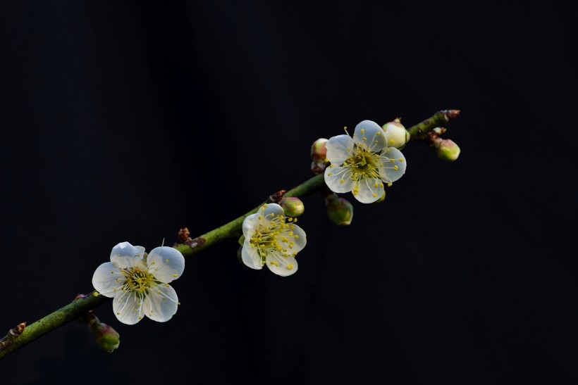 梅花圖片