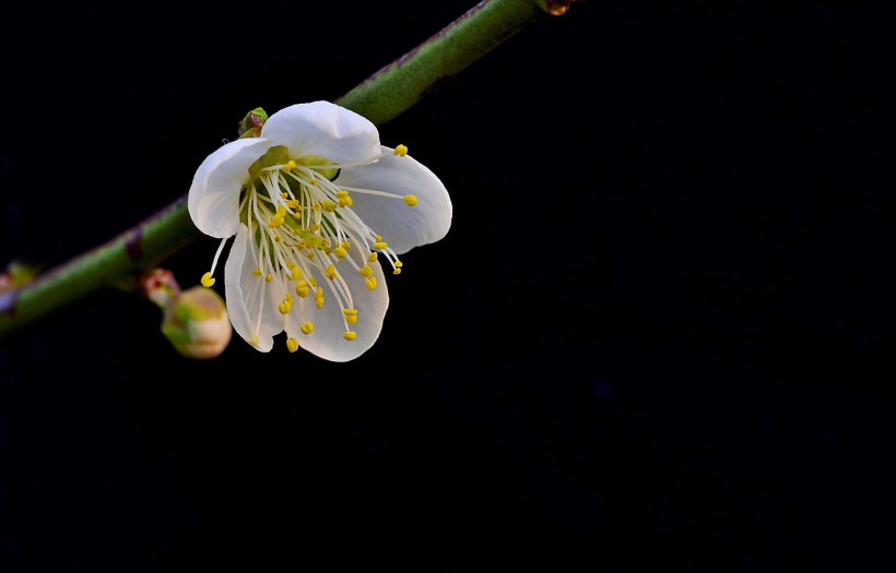 梅花圖片