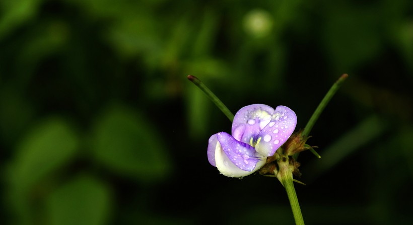 清新豆角花圖片