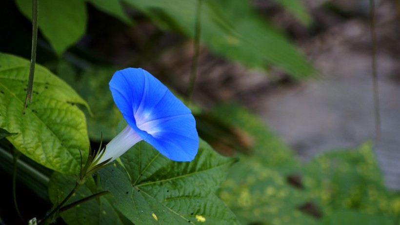 藍(lán)色牽牛花圖片