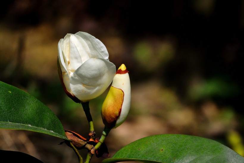 含笑花圖片 