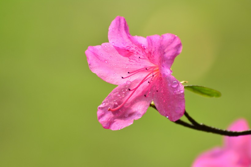 杜鹃花图片