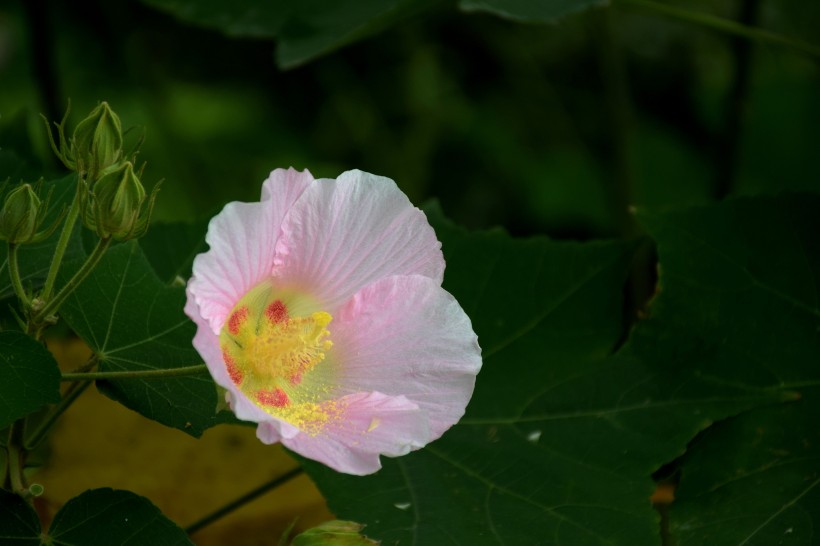 粉色木芙蓉图片