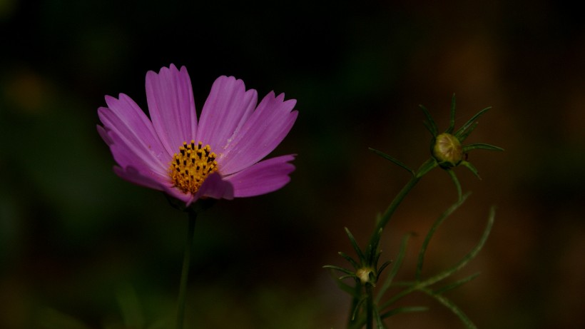 格桑花图片