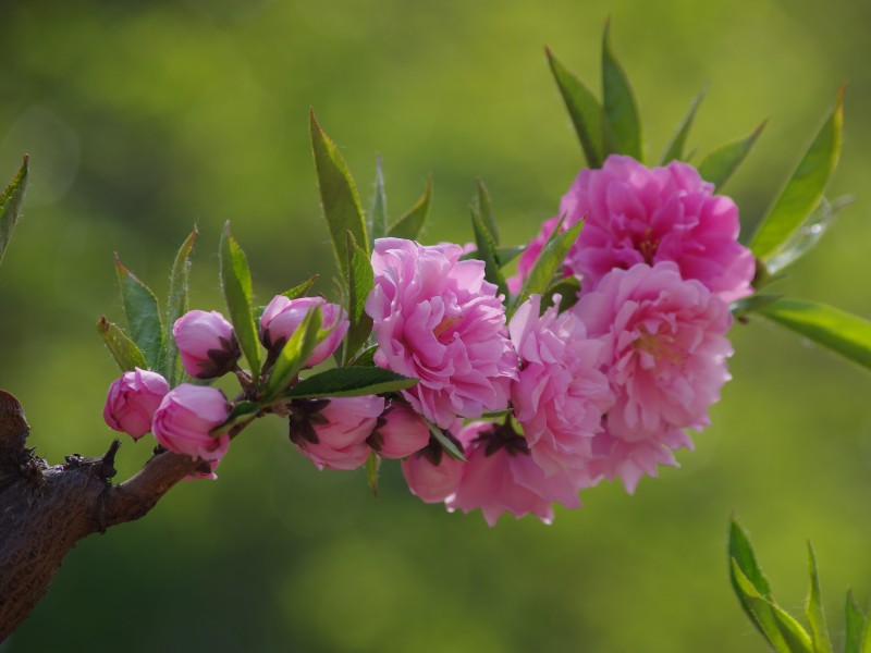 碧桃花图片