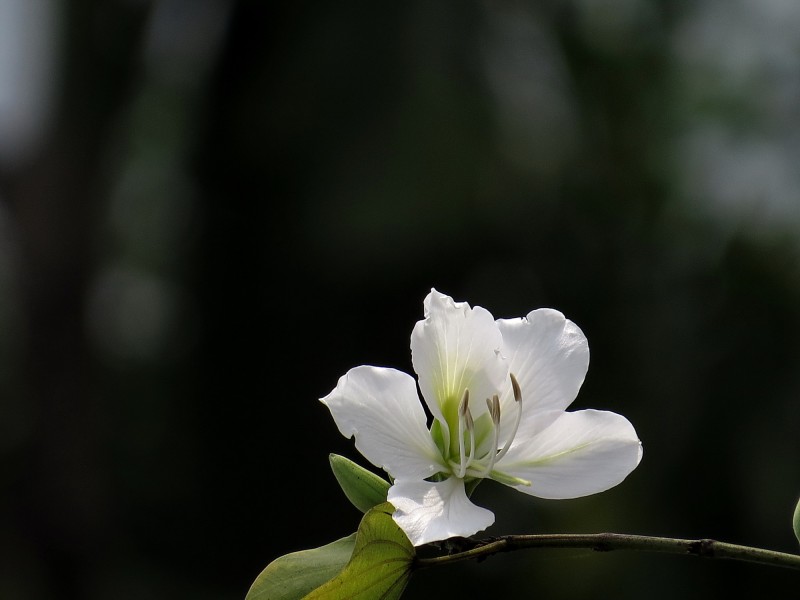 唯美白色紫荊花圖片