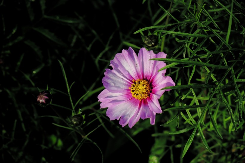 唯美格桑花图片