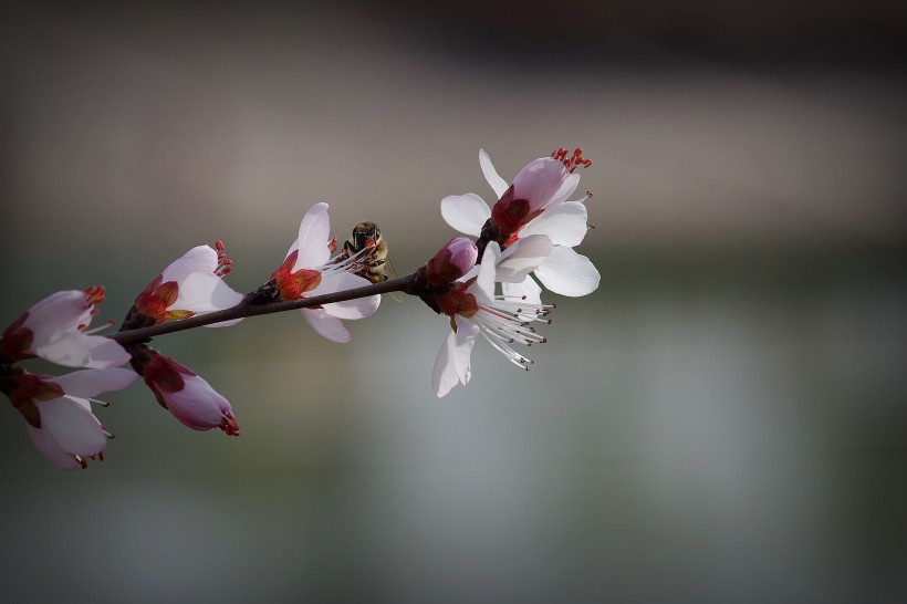 桃花图片