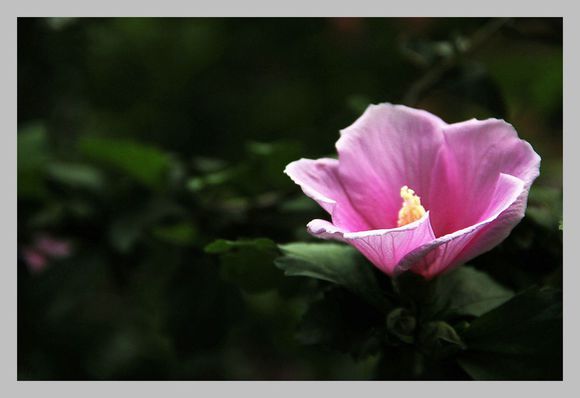 粉红木槿花图片