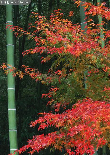 秋日的枫叶与绿竹图片
