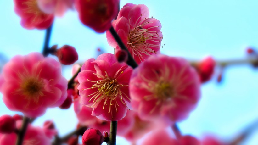 春季唯美桃花图片