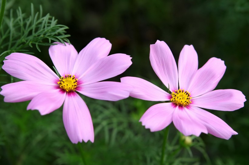 唯美格桑花图片