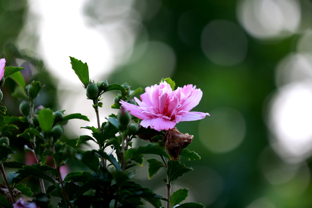 重瓣的木槿花