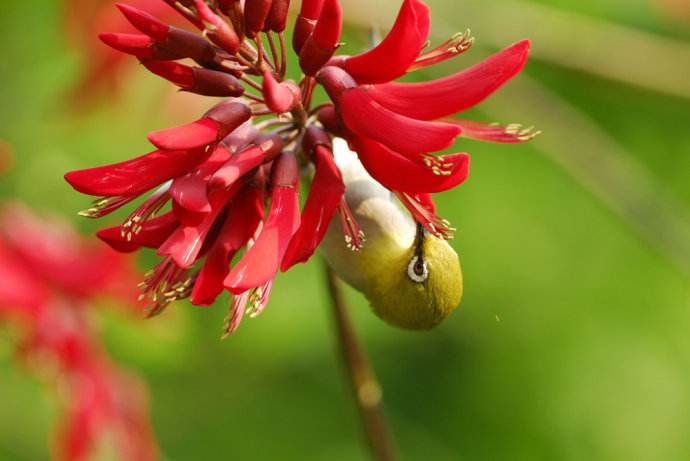 龙牙花与花蜜鸟