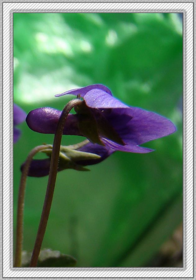 微拍紫地丁花