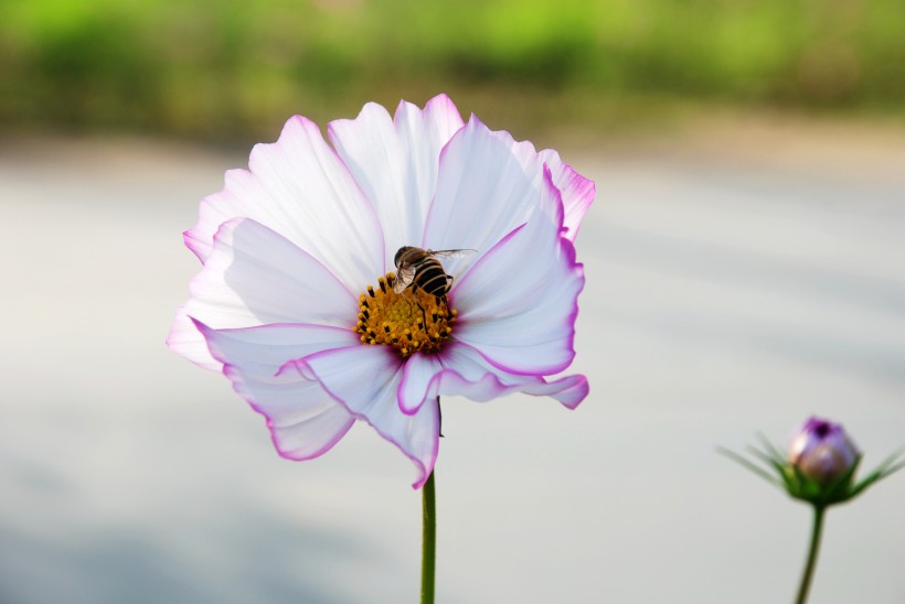 蜜蜂追逐的格桑花图片