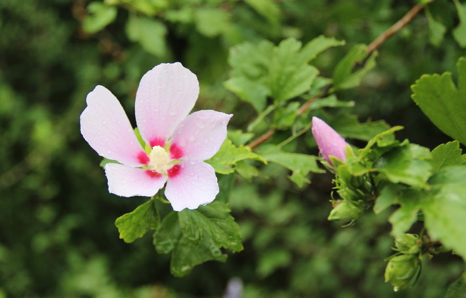 小清新木槿花