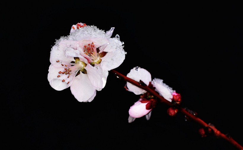 雪后桃花图片