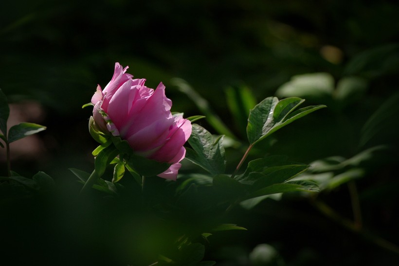 牡丹花图片