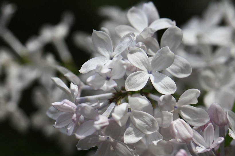 丁香花图片