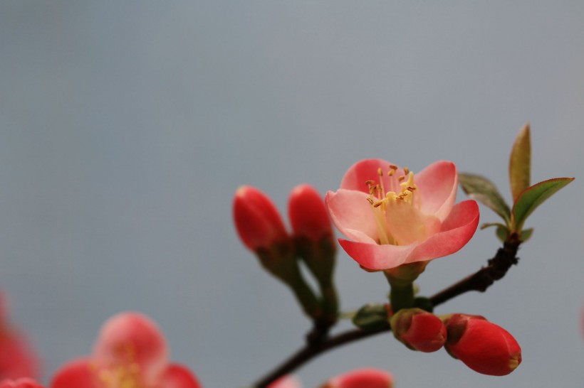 海棠花图片