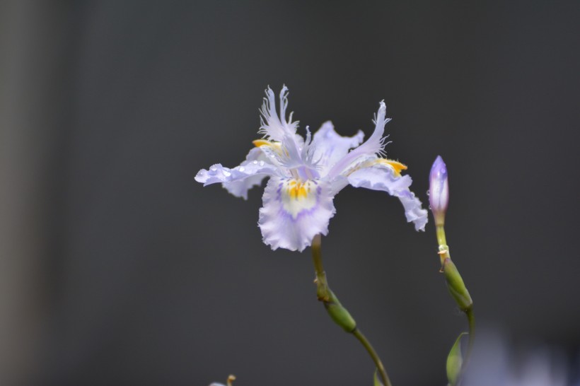 鸢尾花图片