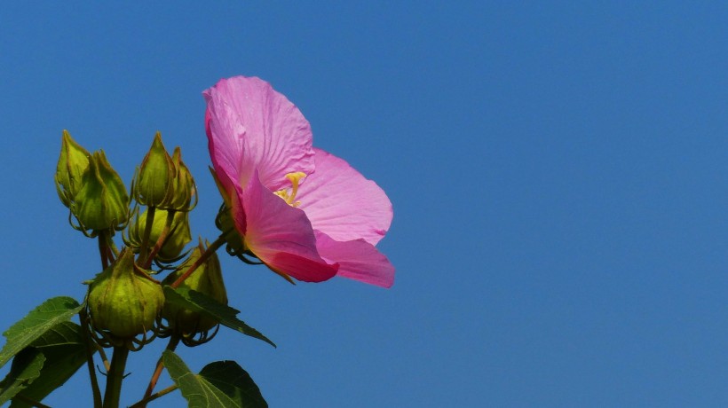 芙蓉花图片