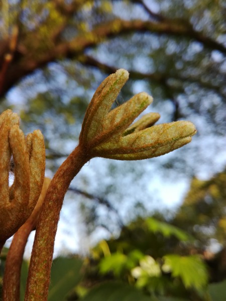 野外的植物圖片