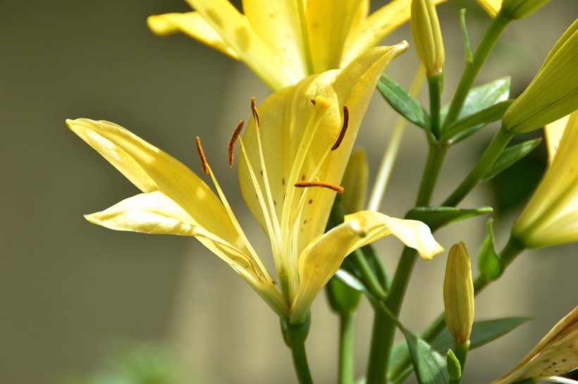 百合花图片