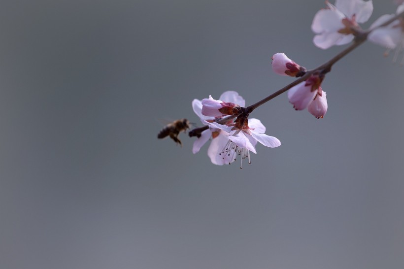 粉色山桃花图片