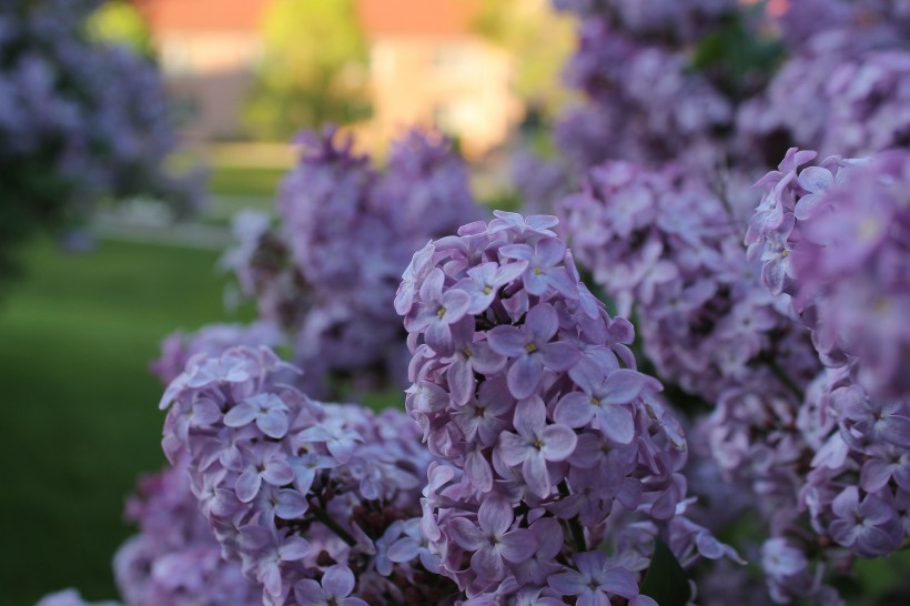 丁香花的特写图片