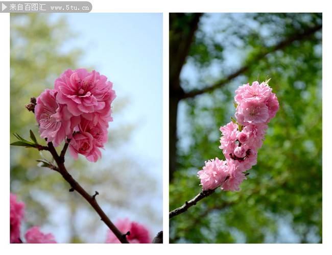 春日桃花圖片漂亮迷人