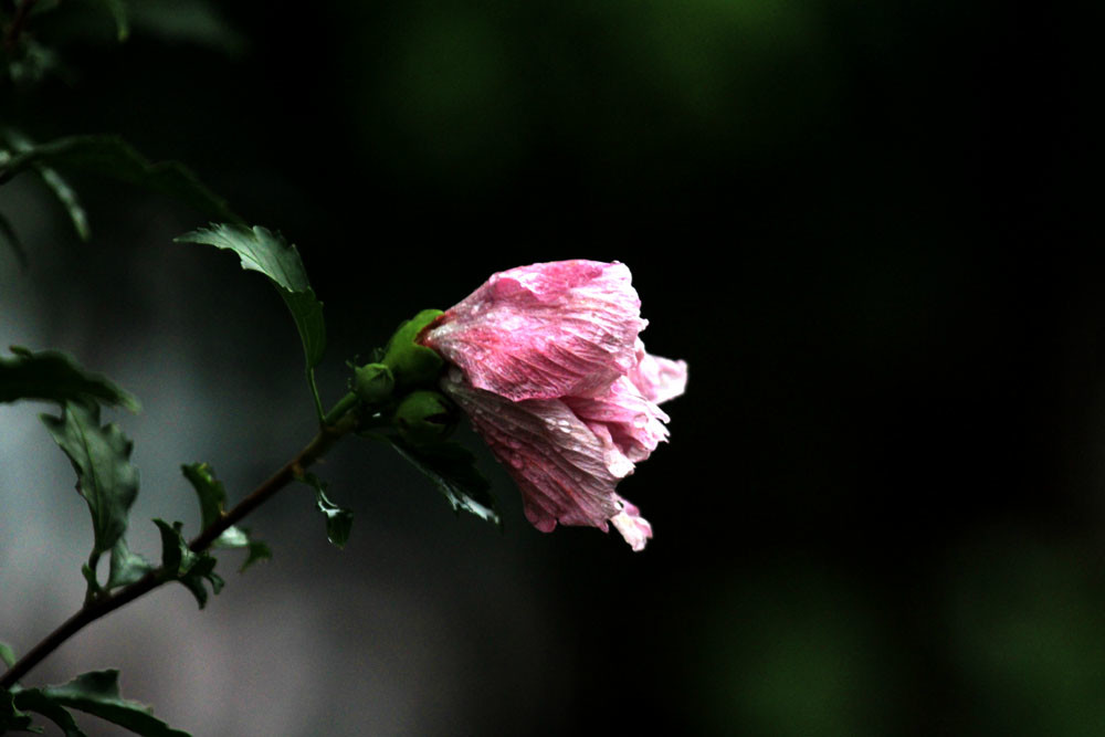 大雨后的木槿花