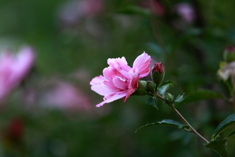 重瓣的木槿花